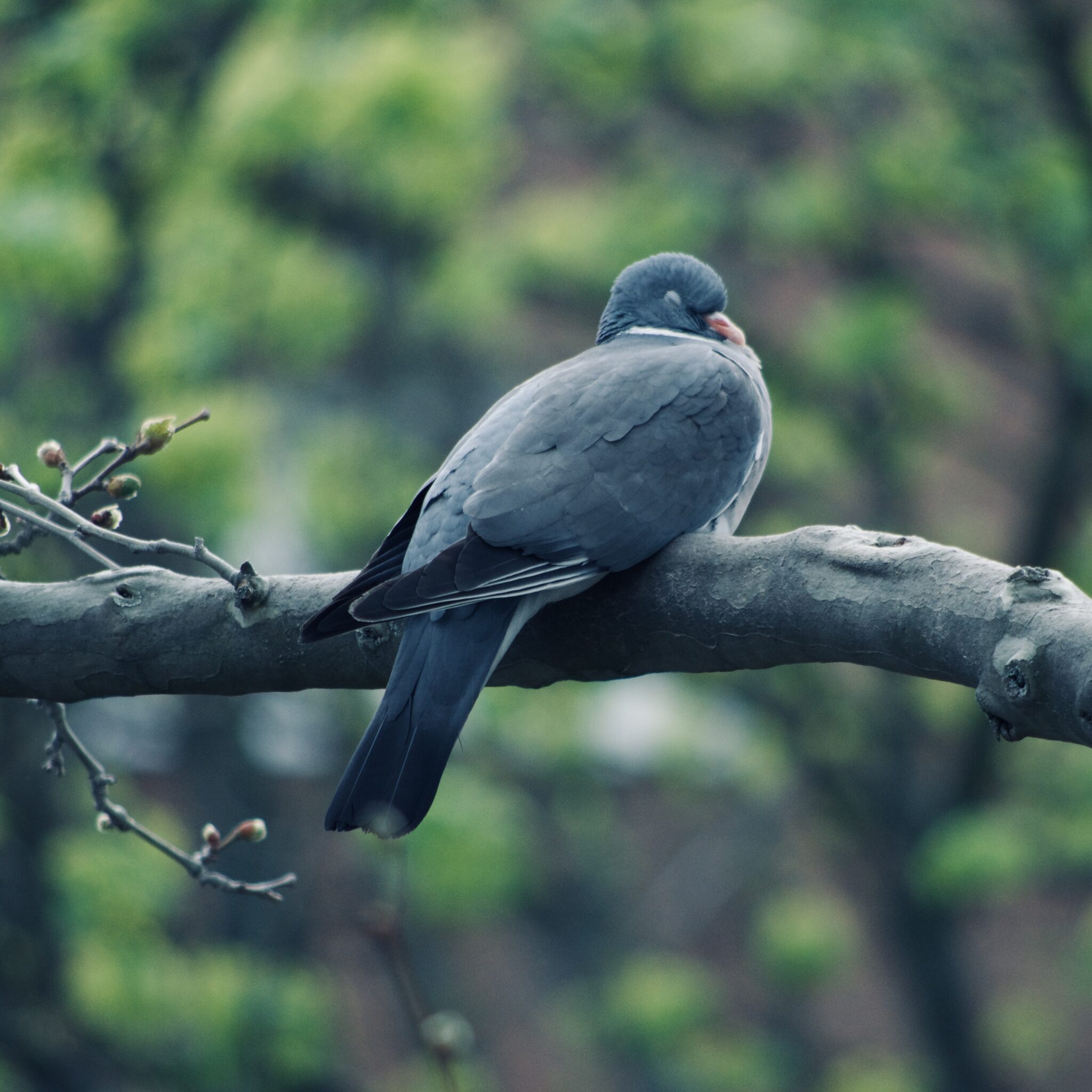 sleeping pidgeon