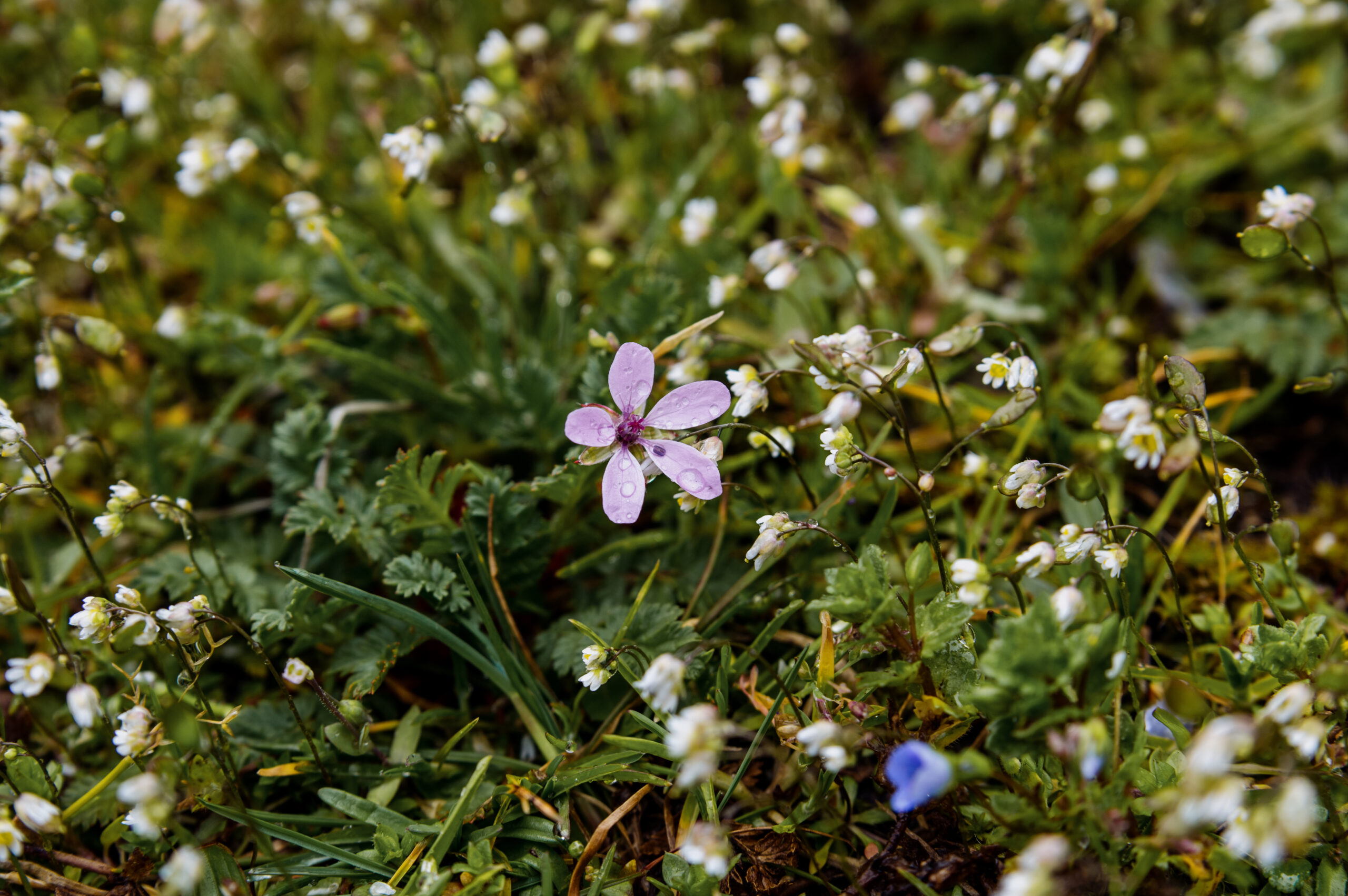 Miniature forest at your feet – in the middle of a city